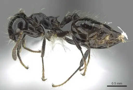 Crematogaster jardinero - JTLC000001395