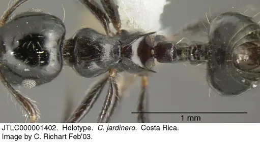 Crematogaster jardinero - JTLC000001402