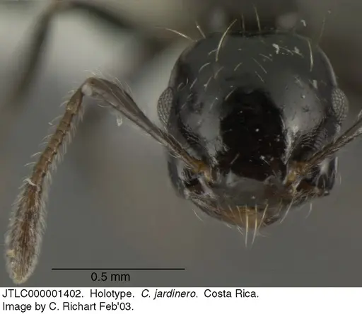 Crematogaster jardinero - JTLC000001402