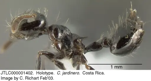 Crematogaster jardinero - JTLC000001402