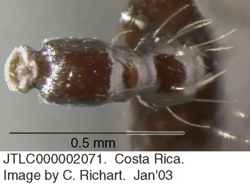 Crematogaster jardinero - JTLC000002071