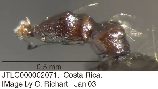 Crematogaster jardinero - JTLC000002071