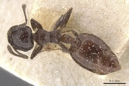 Crematogaster jeanneli specimen