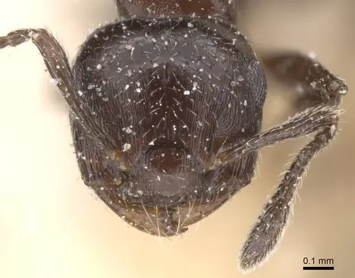 Crematogaster jeanneli specimen