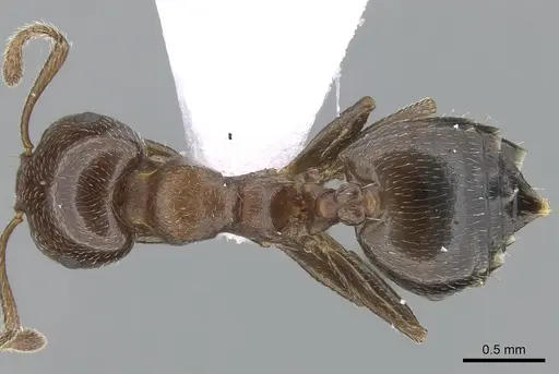 Crematogaster jehovae specimen