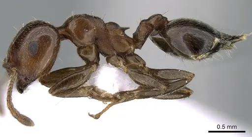 Crematogaster jehovae specimen