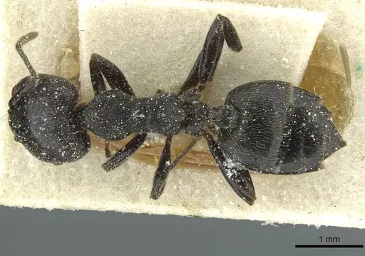 Crematogaster jullieni specimen