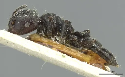 Crematogaster jullieni specimen