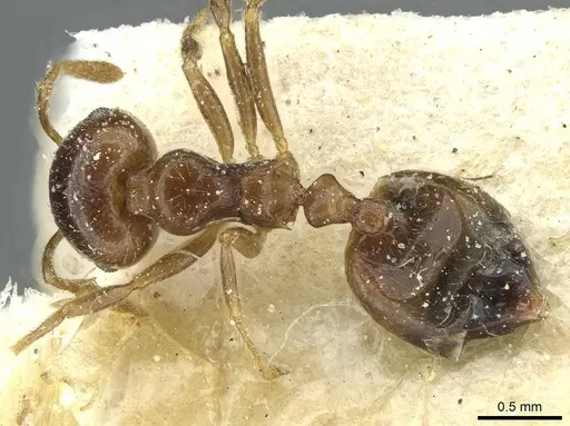 Crematogaster juventa specimen