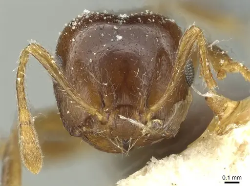 Crematogaster juventa specimen