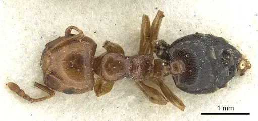 Crematogaster kachelibae specimen