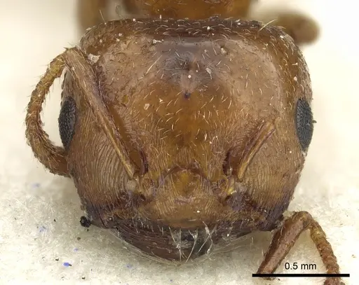 Crematogaster kachelibae specimen