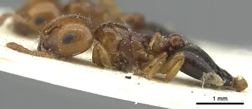 Crematogaster kachelibae specimen