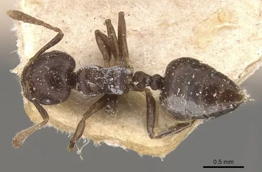 Crematogaster kasaiensis specimen