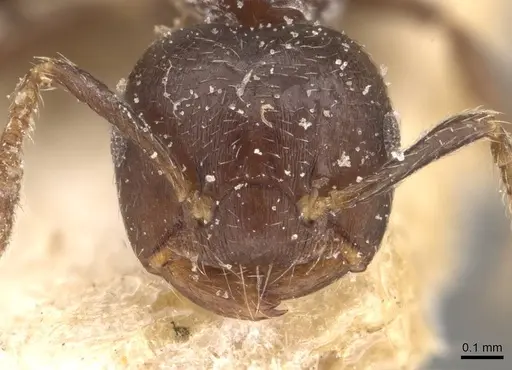 Crematogaster kasaiensis specimen