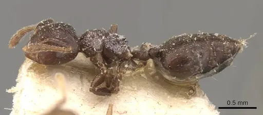 Crematogaster kasaiensis specimen