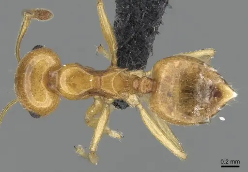 Crematogaster kelleri specimen