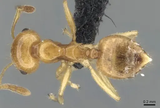 Crematogaster kelleri specimen