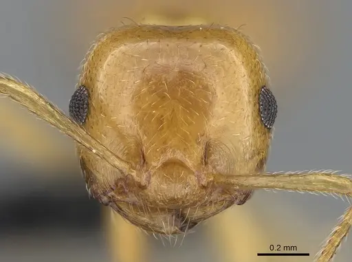 Crematogaster kelleri specimen