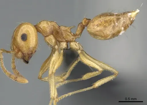 Crematogaster kelleri - CASENT0060043