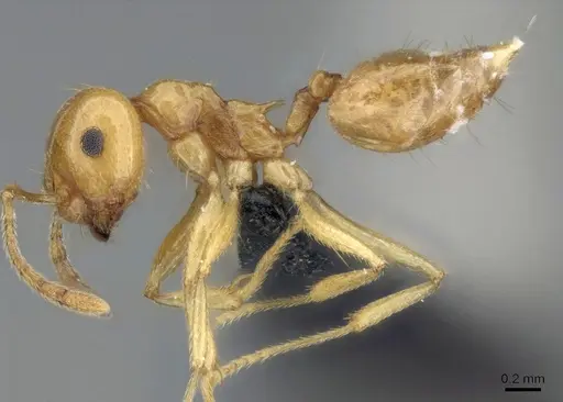 Crematogaster kelleri - CASENT0060043