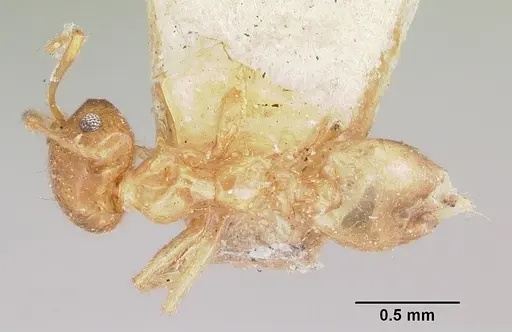 Crematogaster kelleri - CASENT0101557