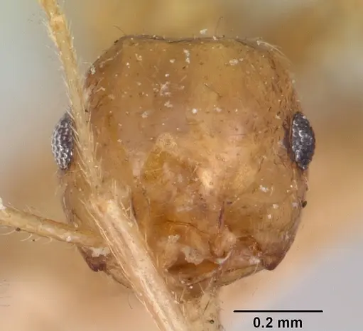 Crematogaster kelleri - CASENT0101557