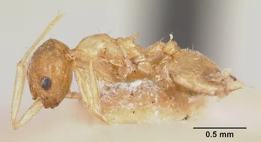 Crematogaster kelleri - CASENT0101557