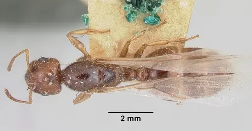 Crematogaster kelleri - CASENT0101578
