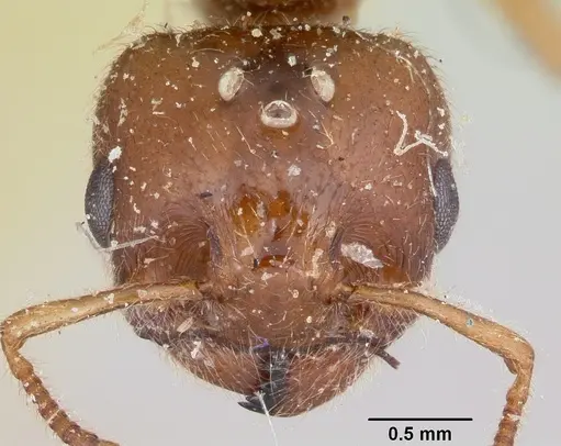 Crematogaster kelleri - CASENT0101578