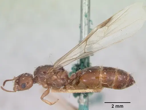 Crematogaster kelleri - CASENT0101578
