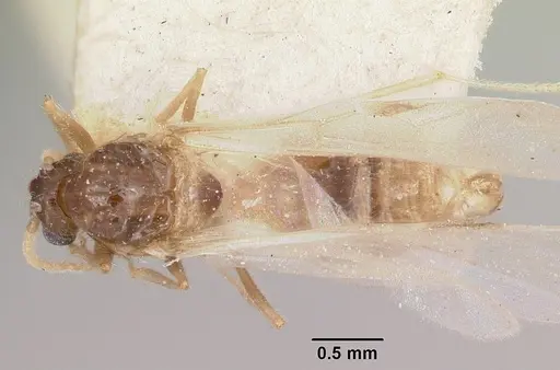 Crematogaster kelleri - CASENT0101620