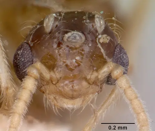 Crematogaster kelleri - CASENT0101620