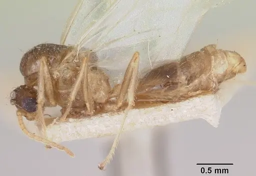 Crematogaster kelleri - CASENT0101620