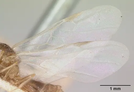 Crematogaster kelleri - CASENT0101620