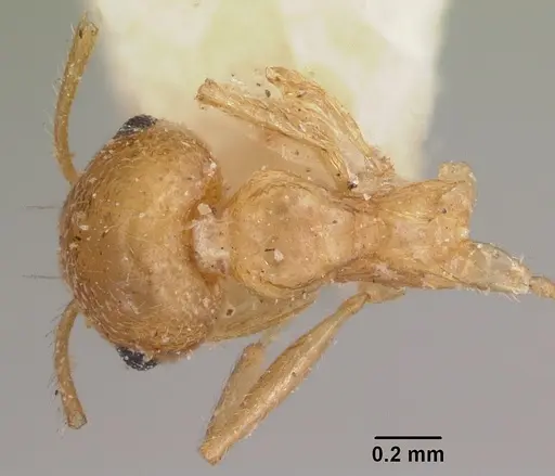 Crematogaster kelleri - CASENT0101735