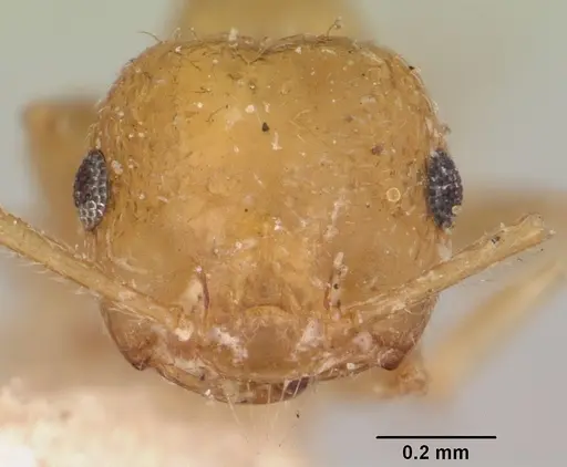 Crematogaster kelleri - CASENT0101735