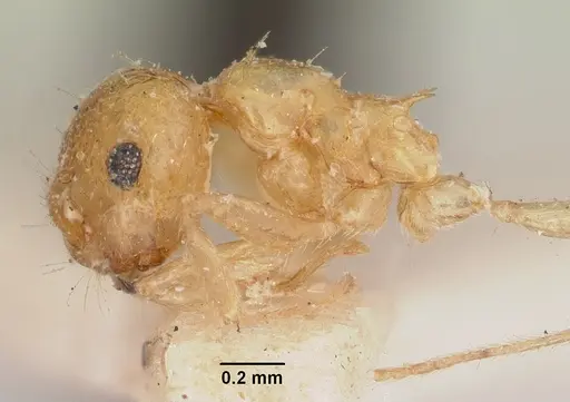 Crematogaster kelleri - CASENT0101735