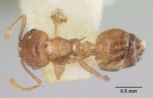 Crematogaster kelleri - CASENT0101769