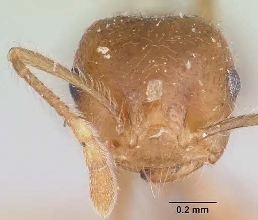 Crematogaster kelleri - CASENT0101769