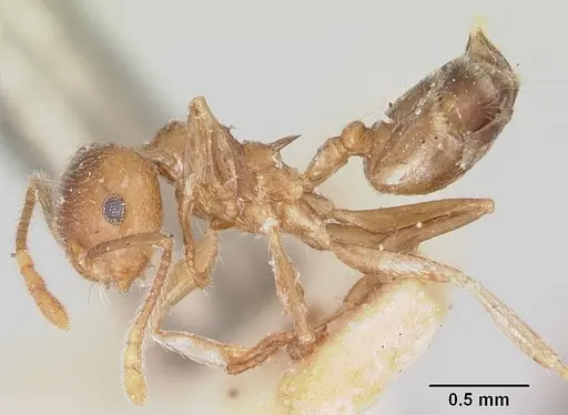 Crematogaster kelleri - CASENT0101769