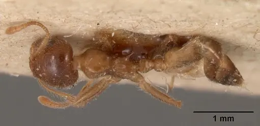 Crematogaster kelleri - CASENT0102056