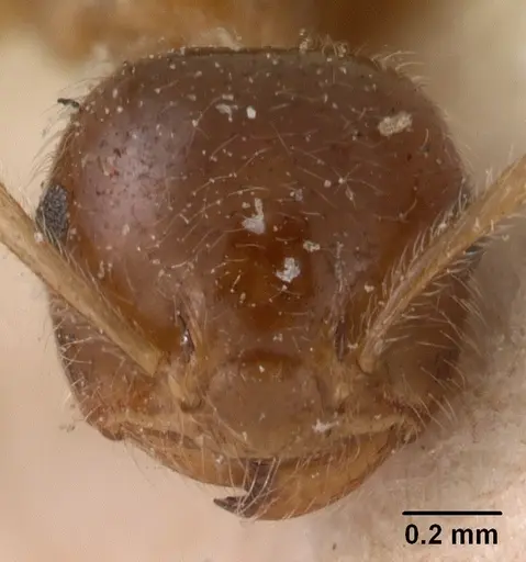 Crematogaster kelleri - CASENT0102056