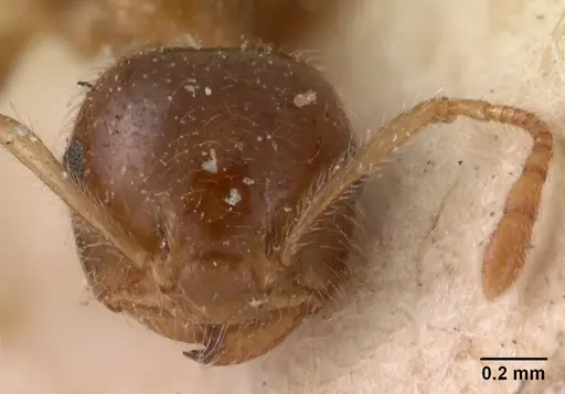 Crematogaster kelleri - CASENT0102056