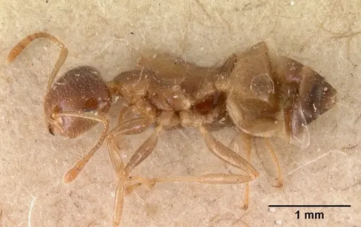 Crematogaster kelleri - CASENT0102056