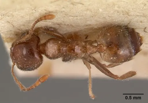 Crematogaster kelleri - CASENT0102057