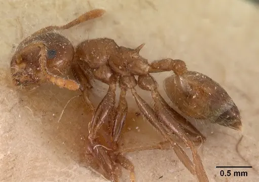 Crematogaster kelleri - CASENT0102057
