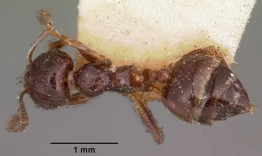 Crematogaster kelleri - CASENT0102940