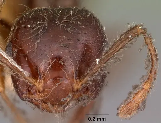 Crematogaster kelleri - CASENT0102940