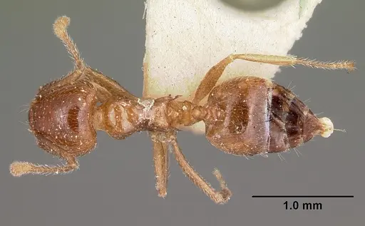 Crematogaster kelleri - CASENT0104593